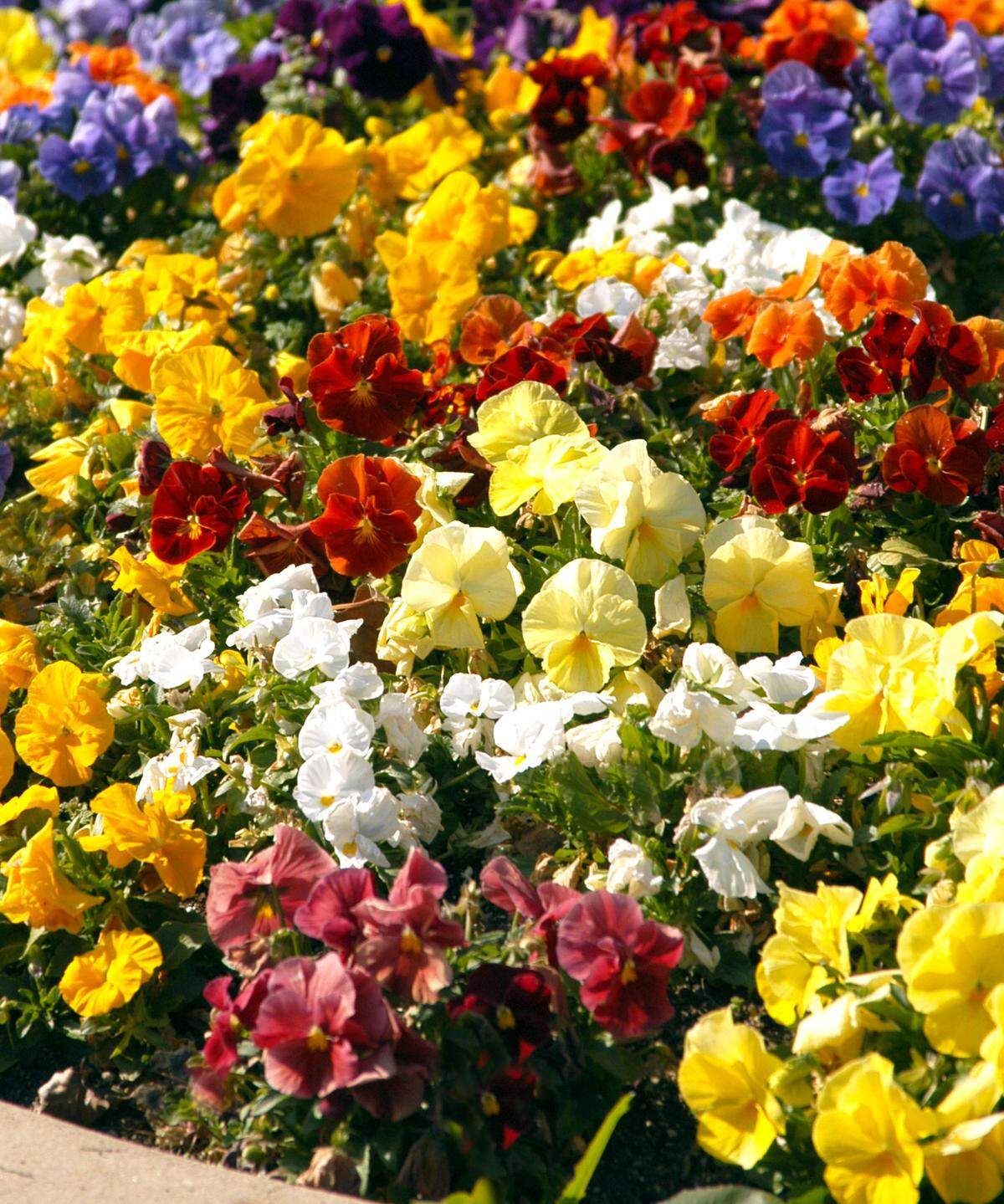 Pansies in mixed colors don’t make as big a splash visually.