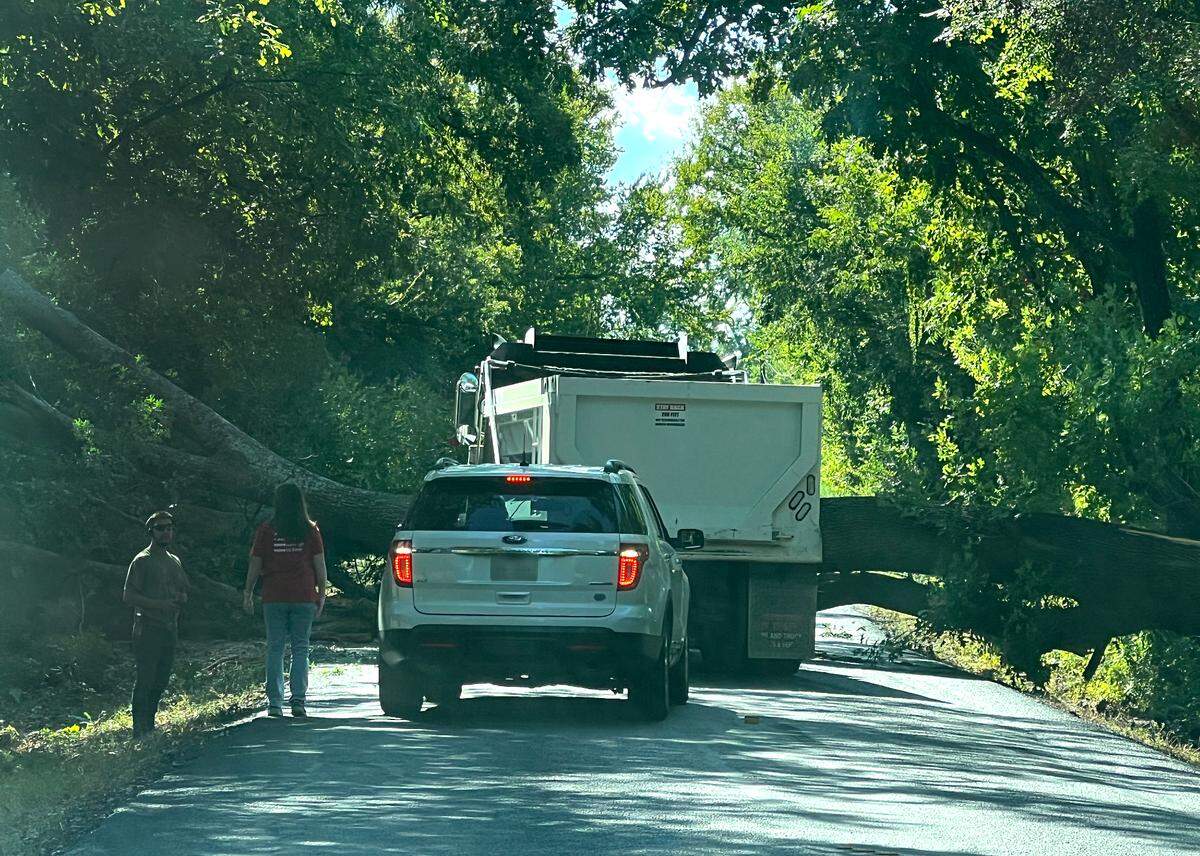 A certified arborist probably would have seen this tree weakening before it fell across the county road. No one was hurt.