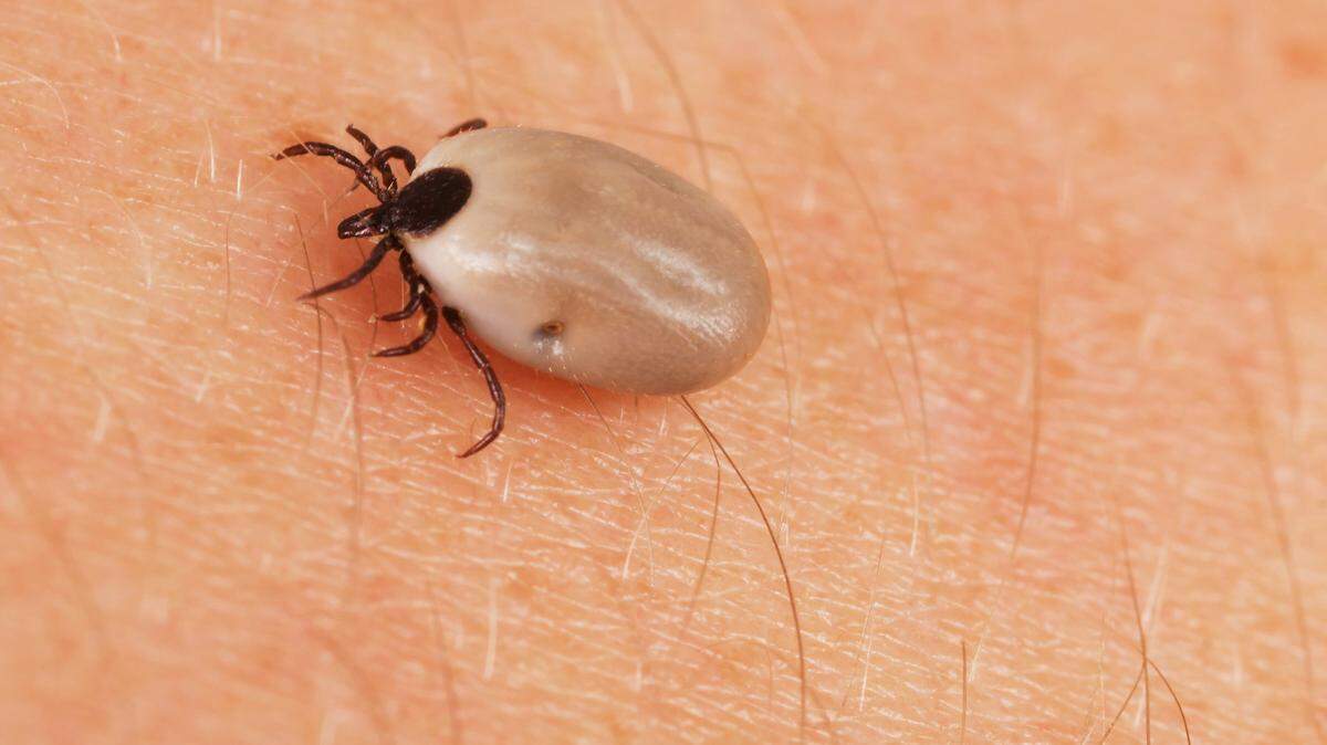 Deer ticks (a.k.a. blacklegged ticks) 
