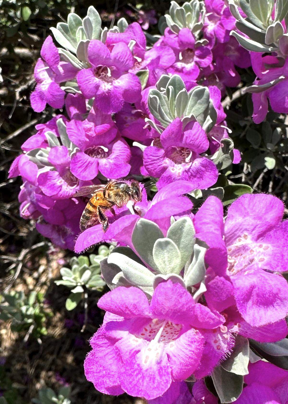 Honeybees abound in Texas sage after rains.