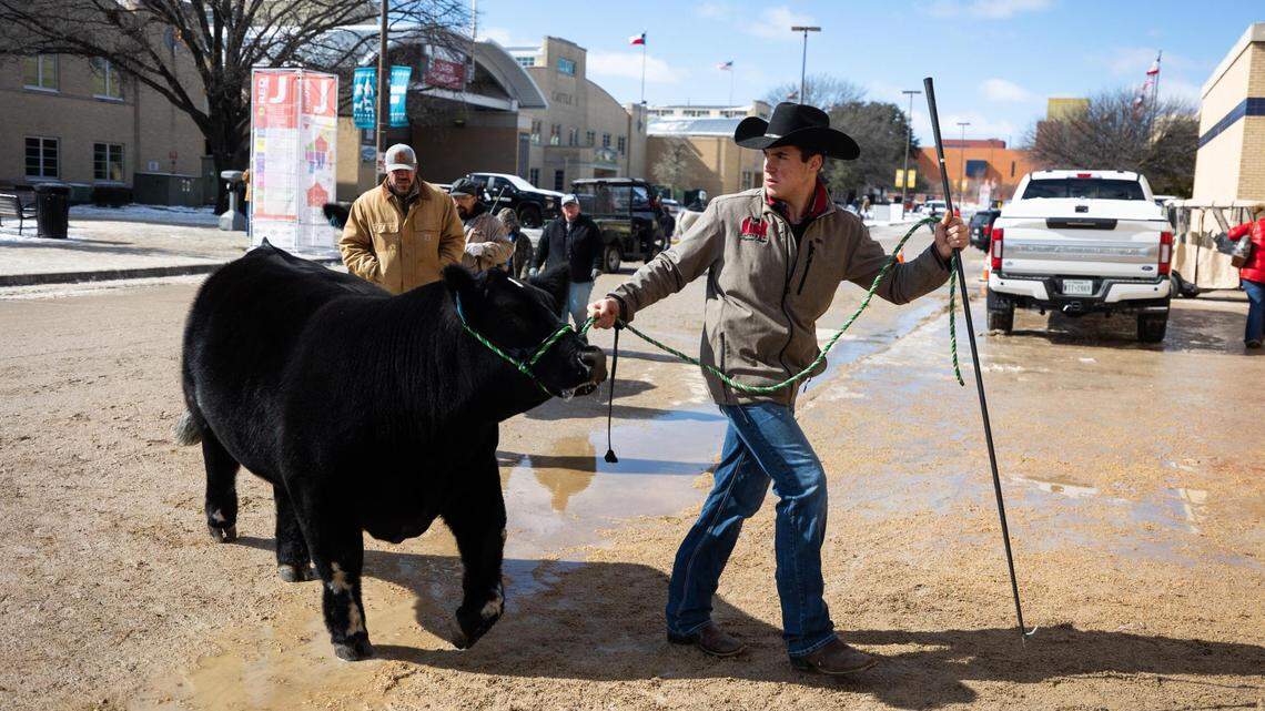Super Bowl of livestock raising has 11,000 youth exhibitors this year in Fort Worth