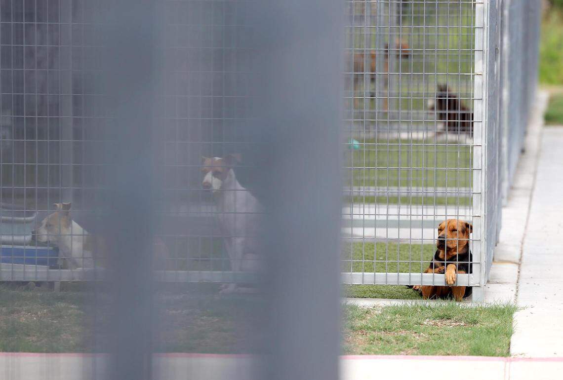 The Fort Worth North Animal Care and Adoption Campus is a newer facility A dog available for adoption looks out from his kennel at the Chuck Silcox Animal Care & Control Center on Wednesday, October 25, 2023, in Fort Worth.