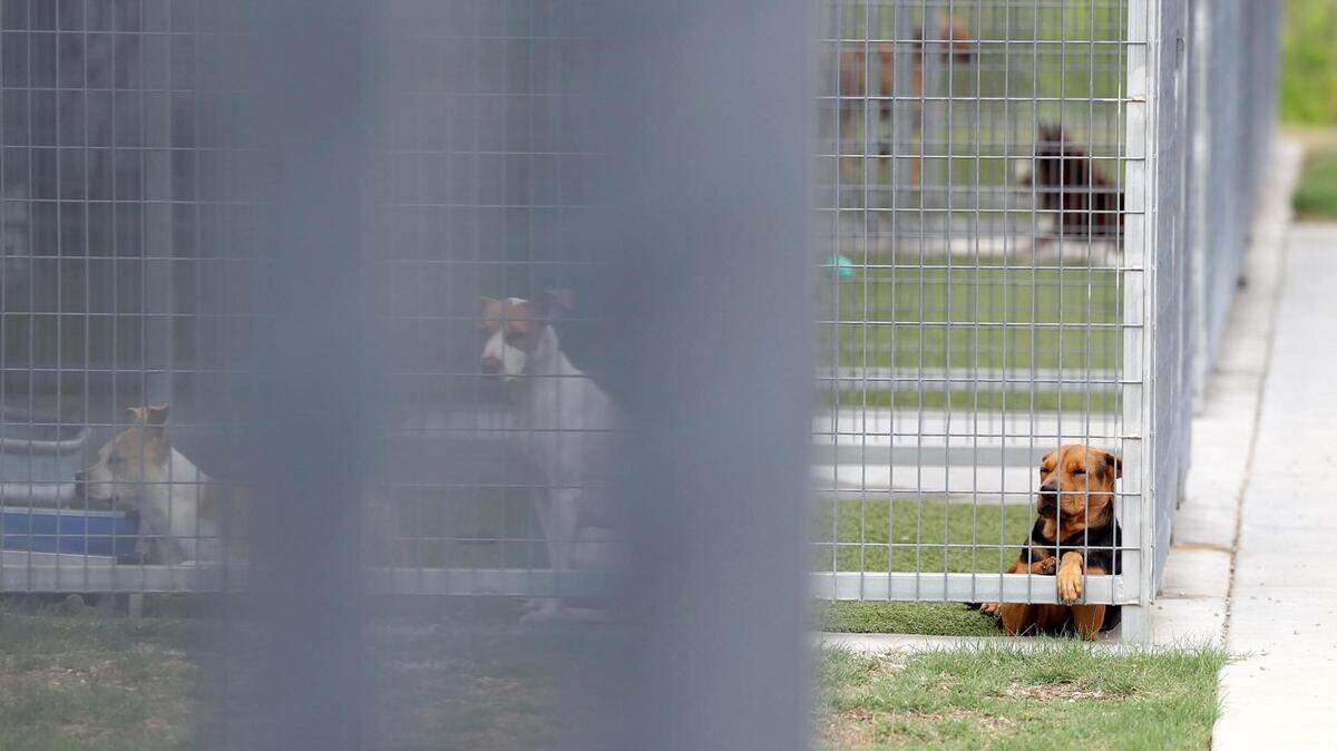 Fort Worth’s North animal shelter, near Haslet, is a newer facility. In this October 2023 file photo, a dog available for adoption looks out from his kennel.