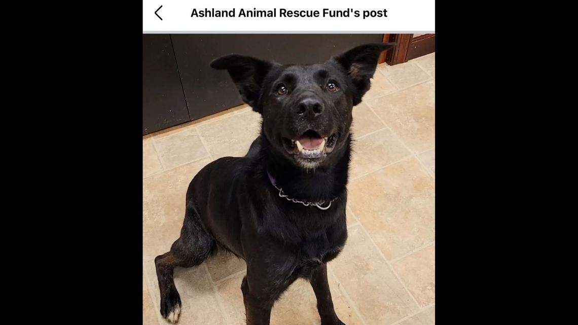 Cupid needs a home that will match his energy.