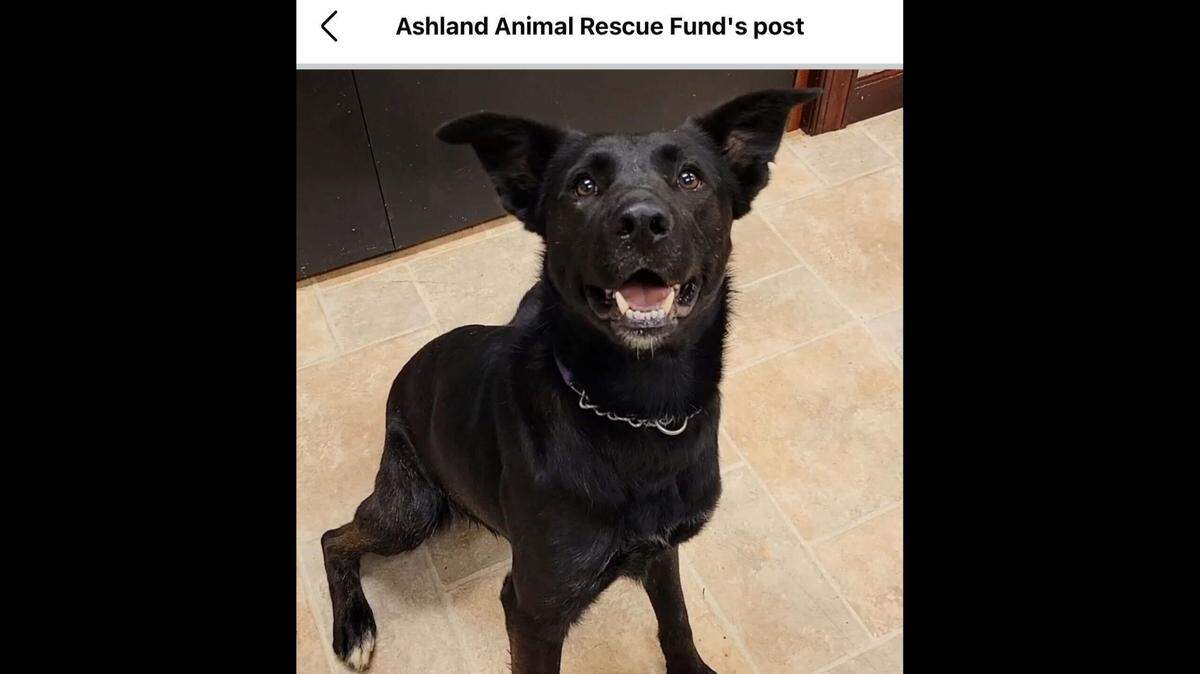 Cupid needs a home that will match his energy.