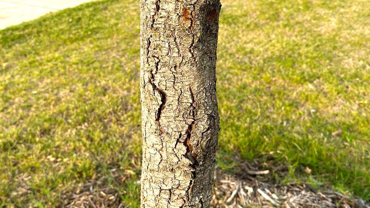 A live oak in park with sunscald starting to appear. You normally see vertical cracks developing in the bark the second or third year. Soon thereafter the bark separates and peels away from the wood of the trunk.