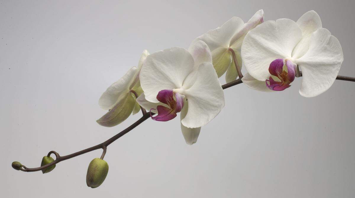 Phalaenopsis orchids come in many shades of lavender, purple, two-toned, and white, but white types are certainly the predominant shade this time of year.