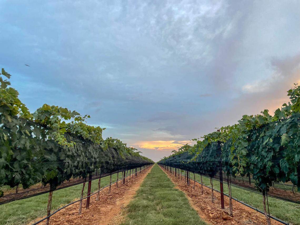 The vineyard spans 140 acres and features 60 acres of vines “with an exceptional selection of 12 grape varietals planted from 2016 to 2022, including several rare varietals not commonly found in Texas.”