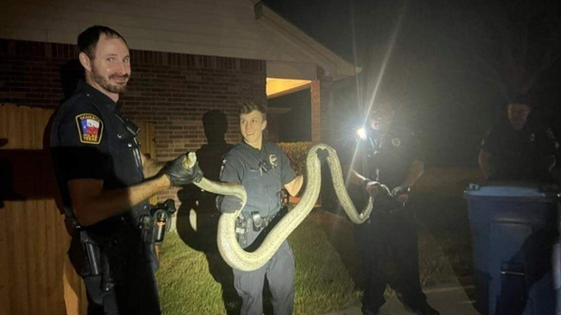 Police in Cibolo, Texas, captured a large snake seen slithering through a suburban neighborhood.