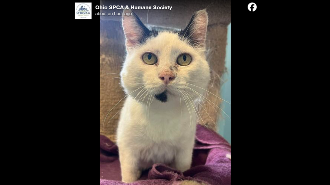 Chonkey Kong is ready for a new adventure.