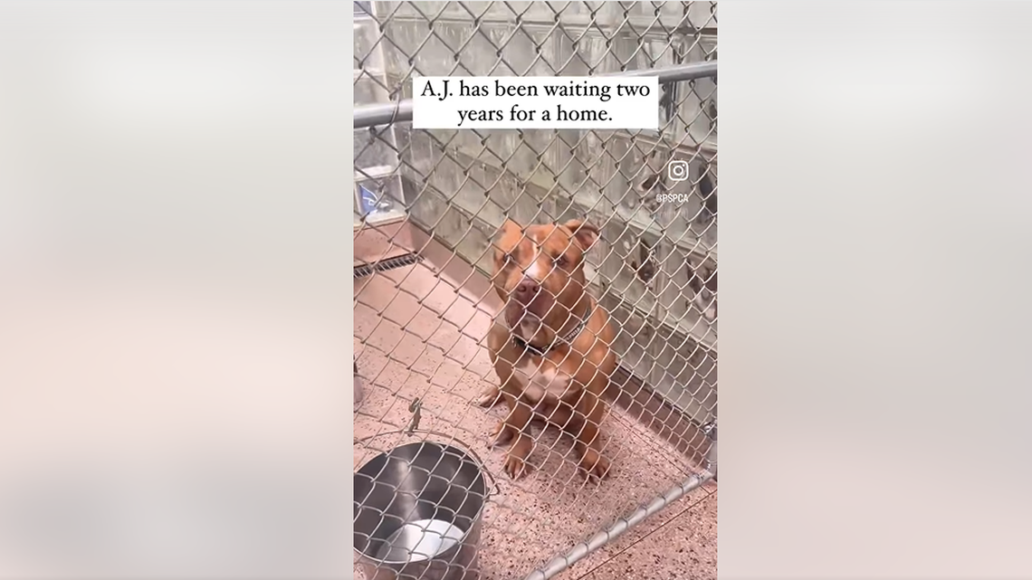 The playful pup peering out of his kennel.