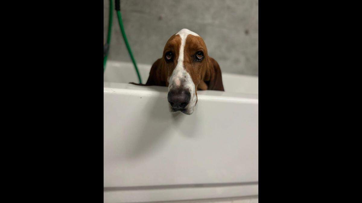 A North Texas family is seeking justice and offering a $5,000 reward after their basset hound, Sheriff, was shot and killed in a fenced backyard last month.