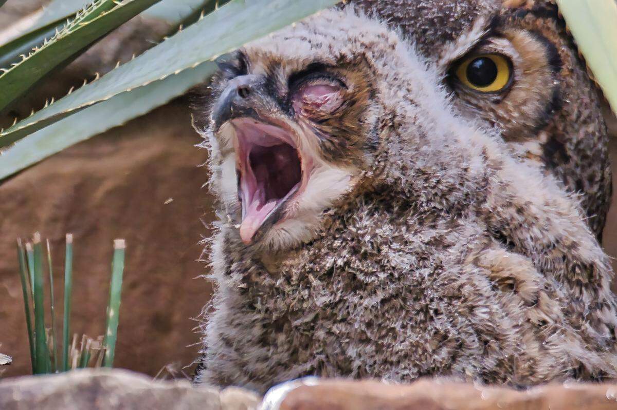 Athena has appeared each year during Wildflower season, incubating her eggs for around four weeks then caring for the owlets with the help of her mate for up to six weeks following hatching.