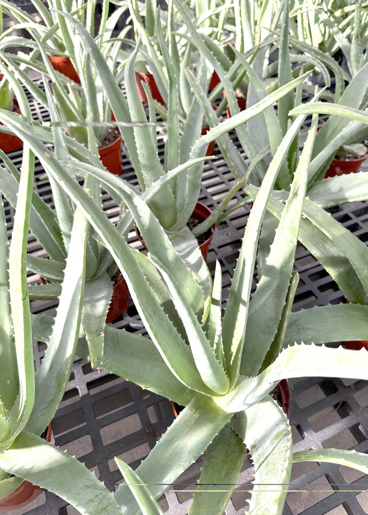 Aloe vera plants on bench.