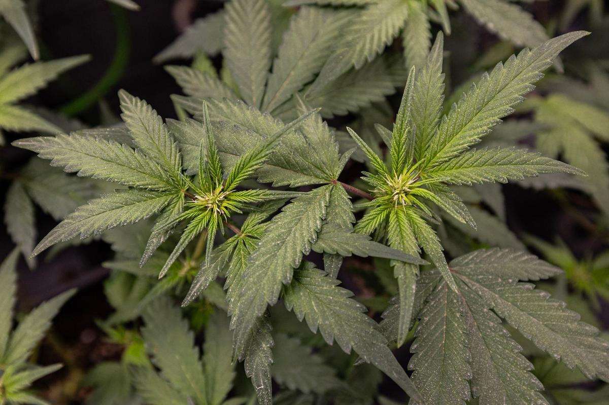 Cannabis plants are grown and harvested at Power BioPharms grow facility in Euless on Thursday, April 25, 2024.