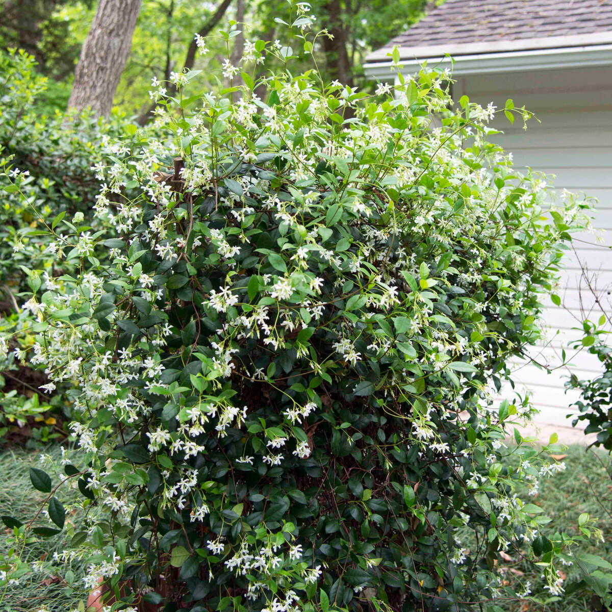 Confederate Star jasmine remains in bloom for several weeks every spring.