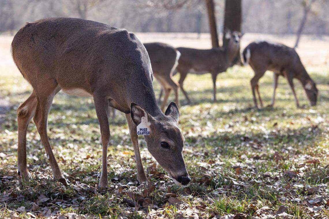 This file photo shows a whitetail doe named Miss Clutch on Big Rack Ranch near Dallas. Ranch partner John True is an advocate of a new state bill that would allow the state to waive the fees for ranch depopulations.