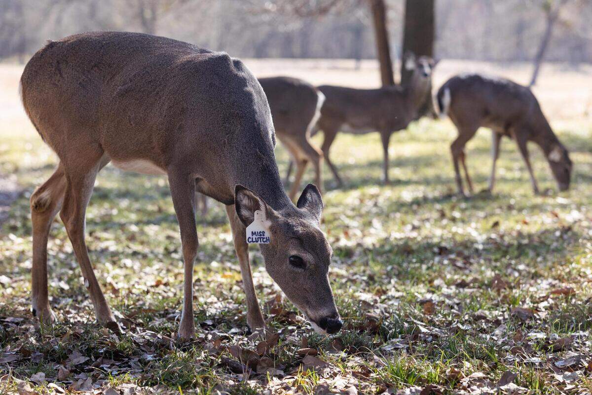 This file photo shows a whitetail doe named Miss Clutch on Big Rack Ranch near Dallas. Ranch partner John True is an advocate of a new state bill that would allow the state to waive the fees for ranch depopulations.