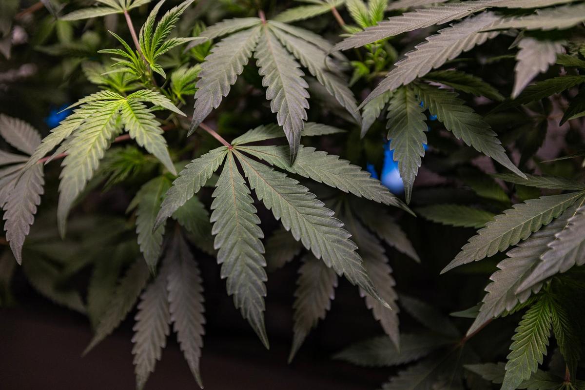 Cannabis plants are grown and harvested at Power BioPharms grow facility in Fort Worth on Thursday, April 25, 2024.