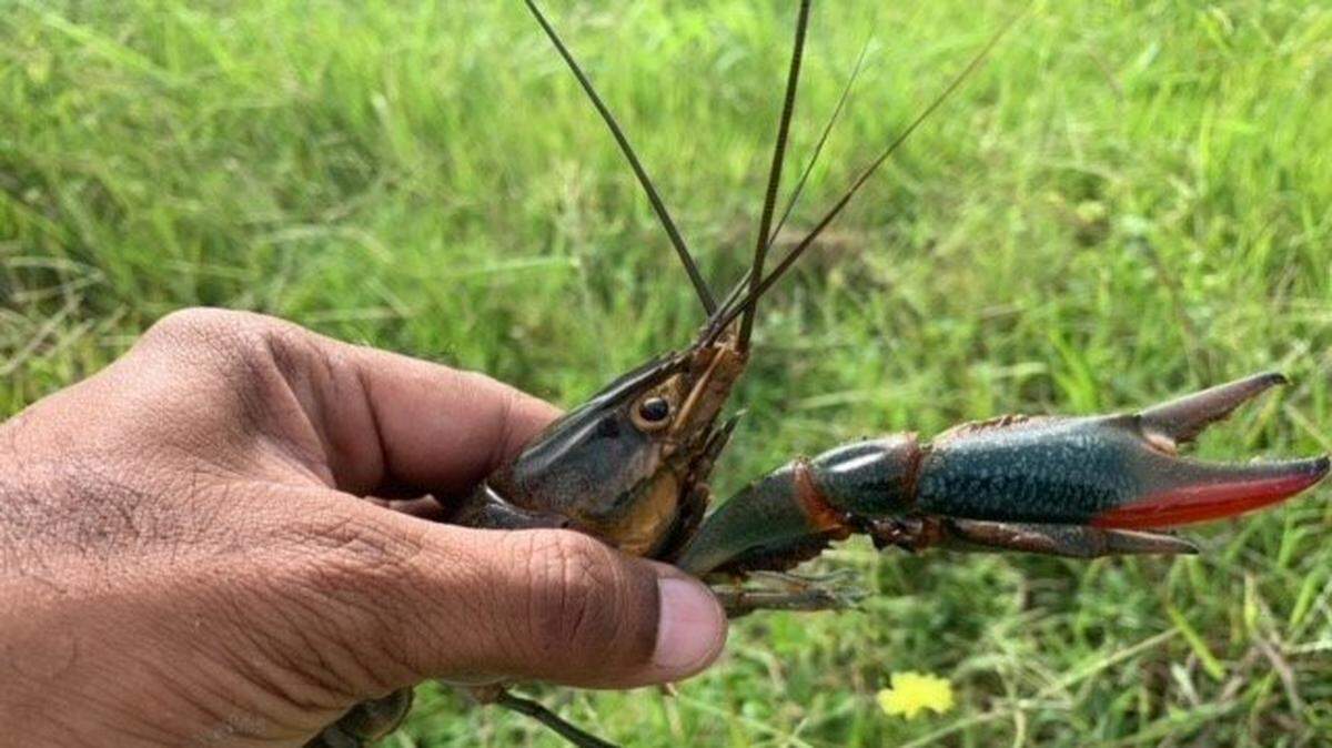 Invasive Australian redclaw crayfish were found in Texas, officials said.