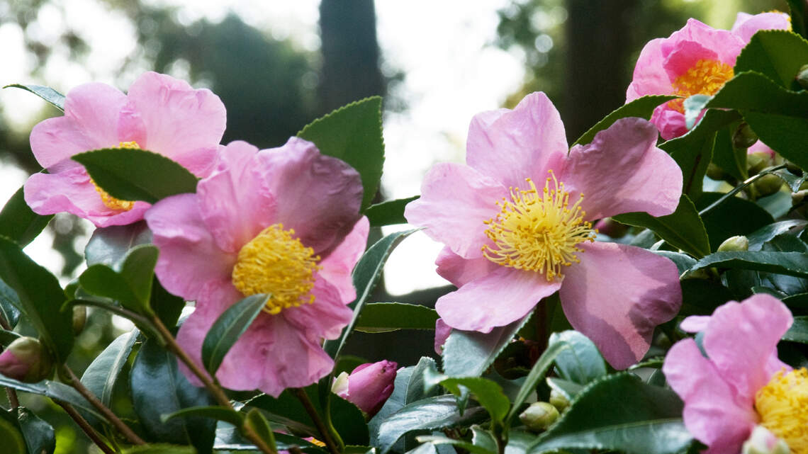 Camellias are challenging. Here’s what to know about growing the ‘Queen of Flowers’ in DFW