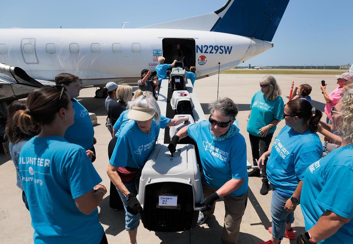 Volunteers help unload pets from a Wings of Rescue flight coming from the flooded areas in Central Texas on Thursday, July 10, 2025. This was the second flight to Fort Worth this week.