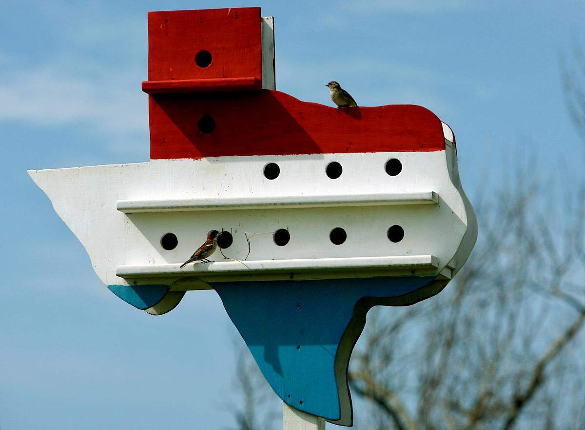 A pair of sparrows build a nest inside a bird house shaped after the Lone Star State in High Island, Texas.