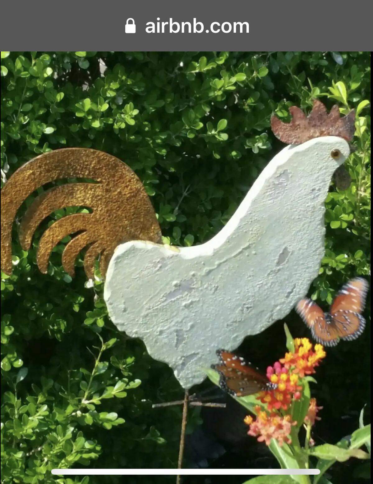 Rooster