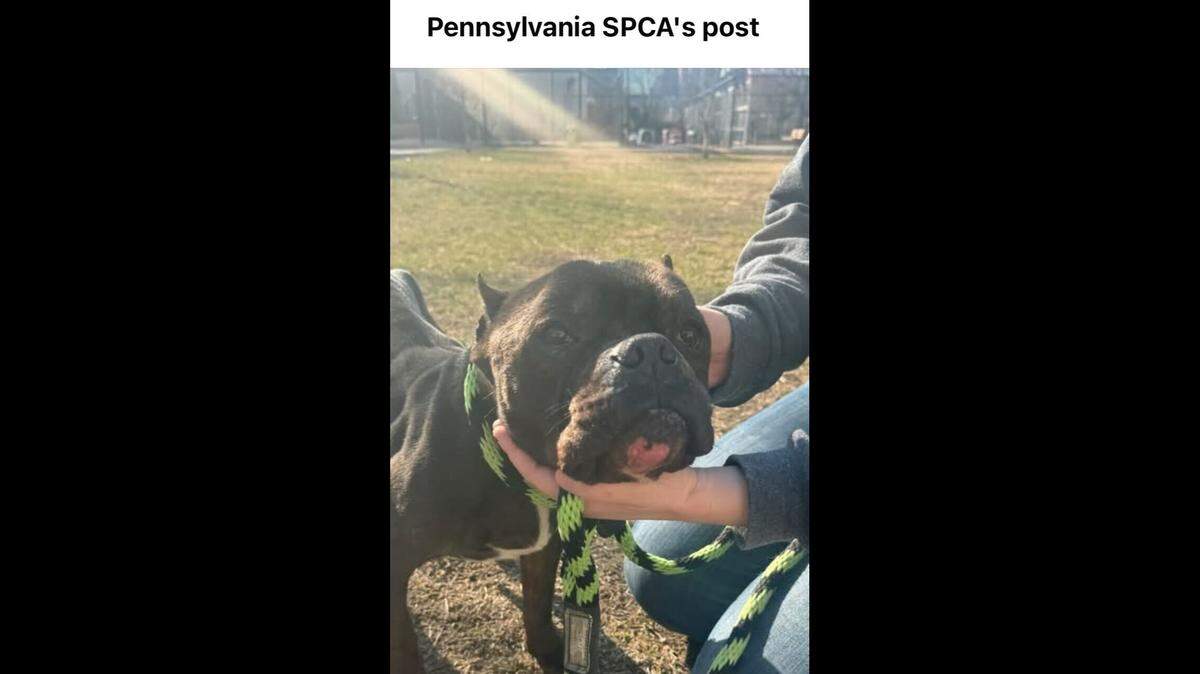 Toot was immediately taken to the shelter for care.