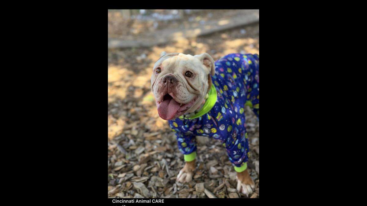 Applebutter showing off her onesie