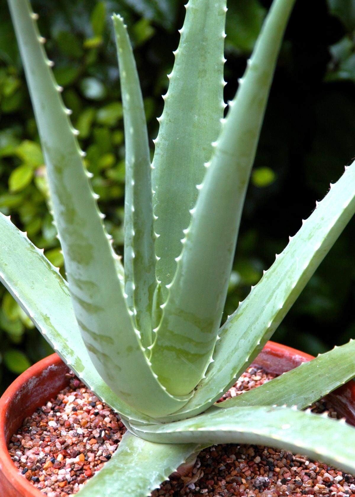 Use spiney plants such as the tropical Aloe vera as decorative accents.