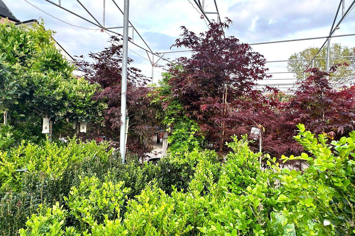 Japanese maples in nursery stand in sharp contrast with hollies in foreground.