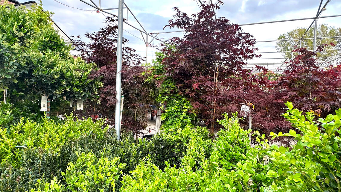 Japanese maples have captured Texans’ hearts. What to know growing them in DFW