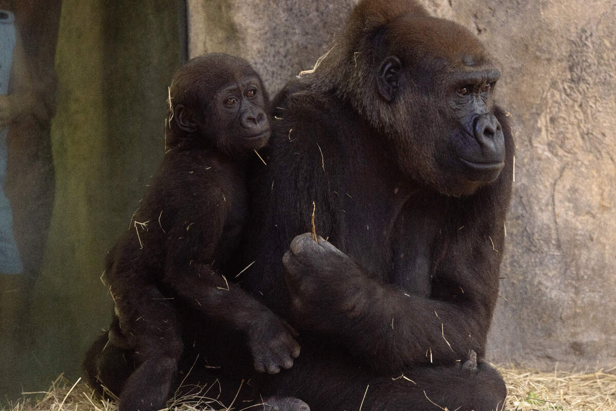 Angie Holmes, a zookeeper working with primates at the Fort Worth Zoo, was there when the youngest of the gorillas, Bruno, was born. To continue her lifelong dream of working with animals at the zoo, she had to have surgery on her wrist and arm earlier this year.