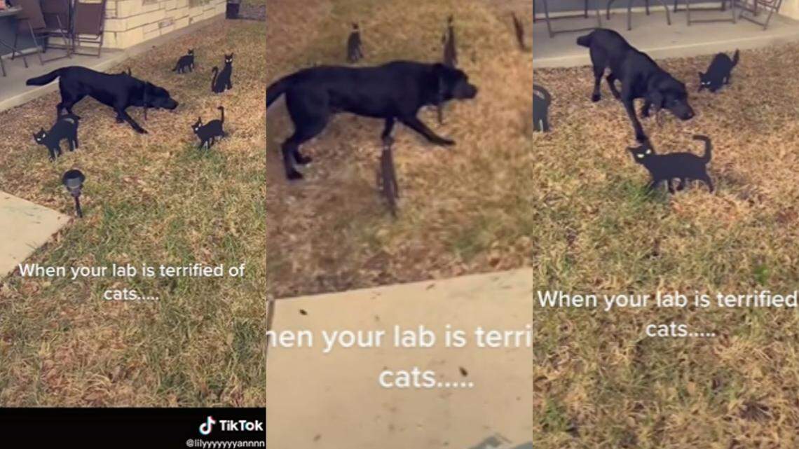 Was the pup petrified, or “pointing” in the viral video? An expert weighed in.