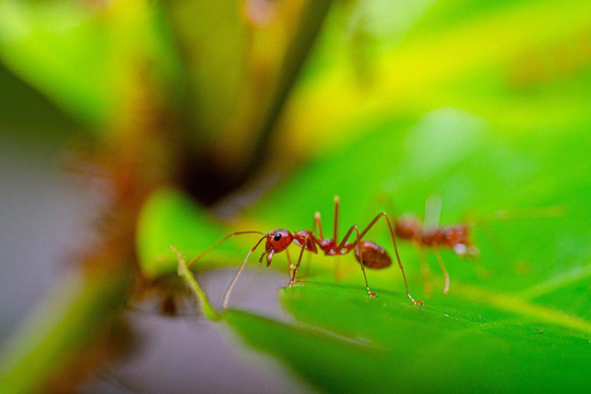 Fire ants