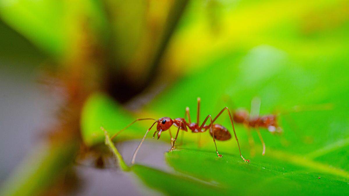 Since the red imported fire ant is an invasive species, they have displaced other fire ant species native to Texas such as “Solenopsis geminata” or tropical fire ants.