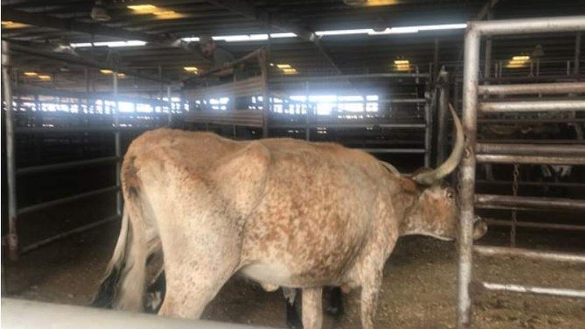 As many as 400 cattle may be located and seized by the end of Friday from property in Hill County, a Humane Society of North Texas official estimated