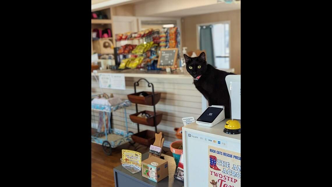 Casual Cat Café in North Richland Hills set to close Sept. 30, seeks new home