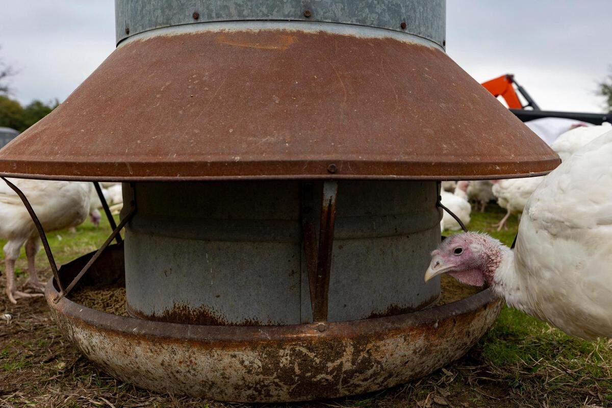 A turkey dips its head into the feed pan at Narrow Way Farms in Ivanhoe on Nov. 3, 2022.