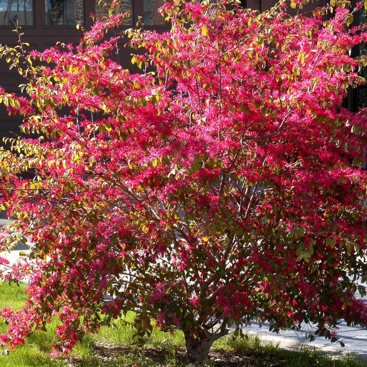Fringeflower (Loropetalum) looks lovely, but goes downhill quickly in Metroplex alkaline soils.