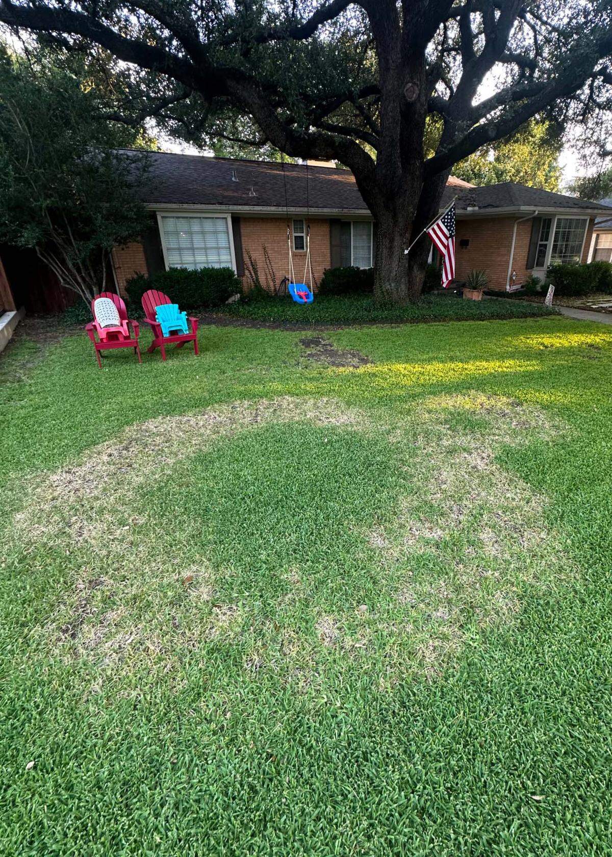 Brown patch begins in fall’s cooler weather with small round patches of browning grass that expand to look like this.