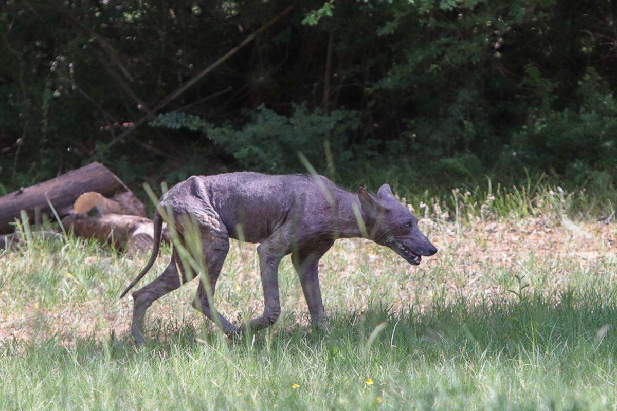 A “chupacabra” was spotted in a Grapevine backyard on June 16.