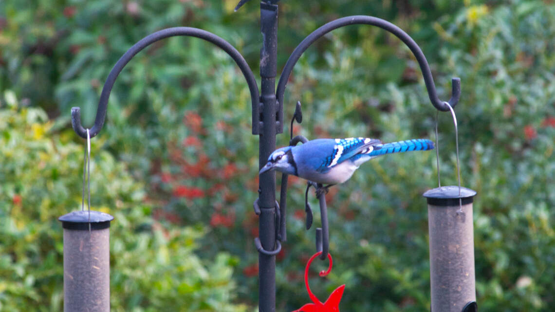 A new gardening year is upon us. Tackle these tasks now in North Texas