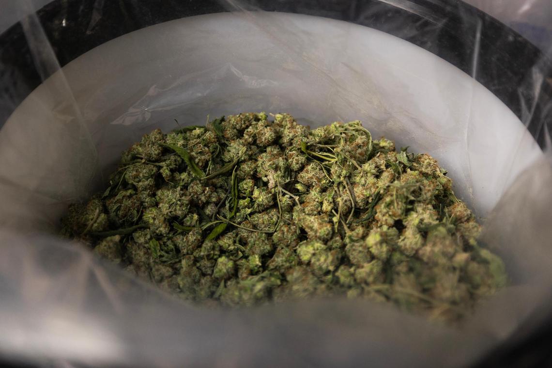 Harvested marijuana at Goodblend in Austin on Thursday, May 1, 2025. Goodblend, one of three licensed medical marijuana dispensaries in Texas, cultivates the plant and then extracts cannabis oil from the flower to be tested and used in products for patients.