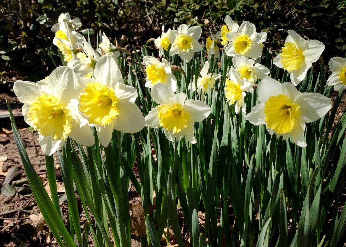 ‘Ice Follies’ daffodils