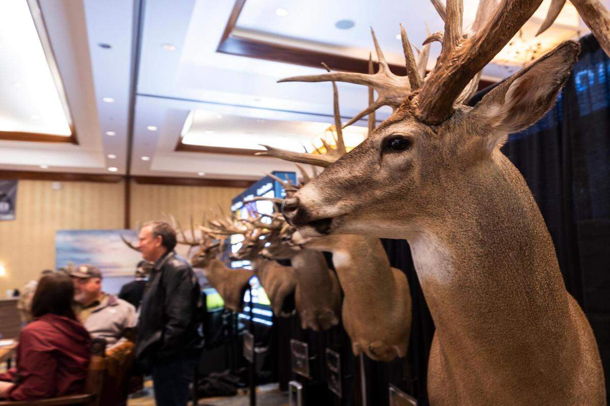 Whitetail deer busts on display during the Deer Breeding Corp. auction in January 2022 at Horseshoe Bay Resort.