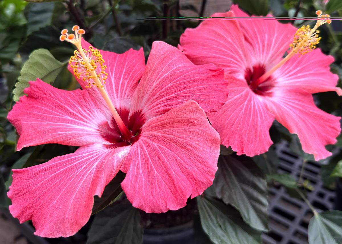 Two pink hibiscus.