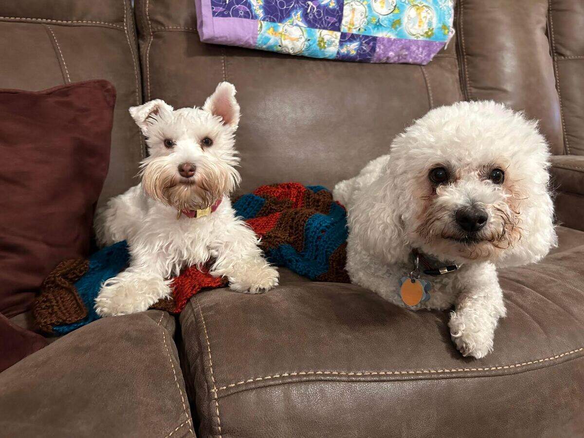 Holly and her brother Teddy Bear are the best of friends.