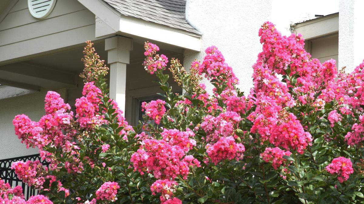 Pink is perhaps the most popular color for crape myrtles, which thrive in Texas sun and can grow taller than 30 feet.